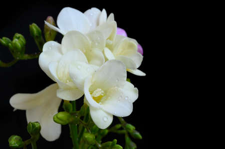 freesia colorful spring garden flower close upの写真素材