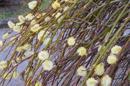 flower bush  close up in the spring