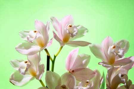 orchid flower very pretty potted colorful flower close upの写真素材