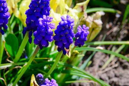 flower colorful spring garden flower in the sunshine in my garden