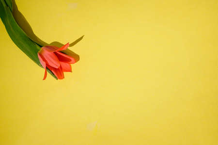 tulip very nice spring flower close up color background
