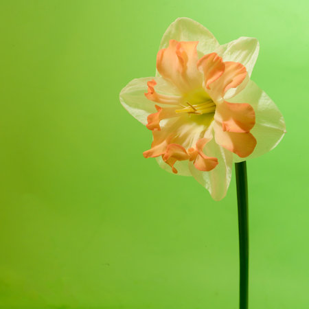 daffodil very nice colorful spring garden flower close up