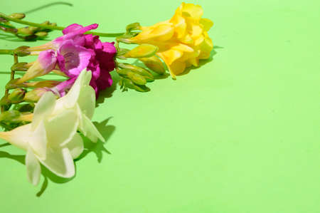 freesia very nice colorful flower close upの写真素材