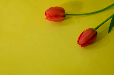 tulip very pretty colorful spring garden flower close upの写真素材