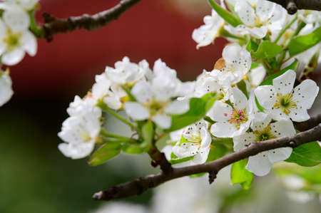 tree blossom close up in my garden in the sunshine