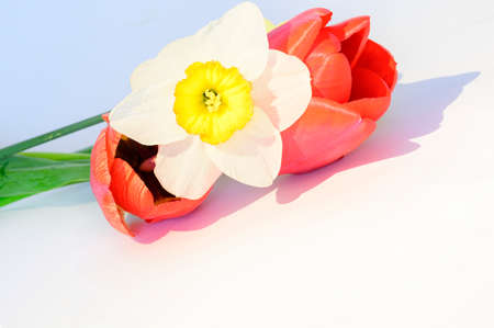 spring colorful flower close upの写真素材