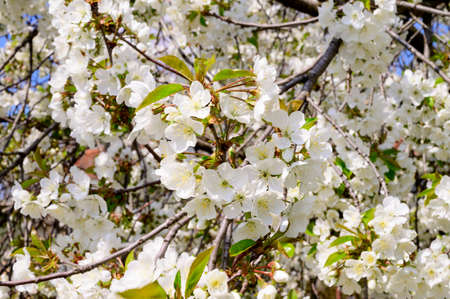 flowering white flower tree in my garden in the sunshine