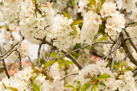 flowering white flower tree in my garden in the sunshine
