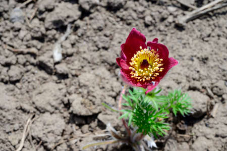 very nice colorful small garden flower in the sunshine close upの写真素材