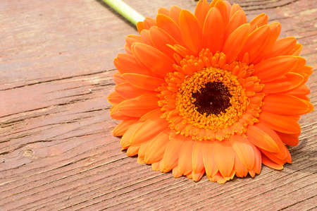 very nice colorful gerber flower close upの写真素材