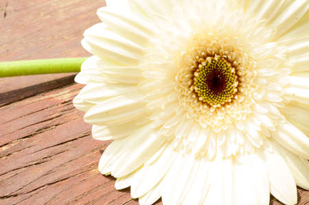 very pretty white gerber flower close upの写真素材