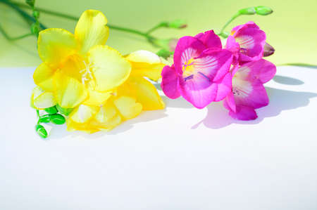 very nice colorful freesia flower close upの写真素材