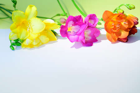 very nice colorful freesia flower close upの写真素材