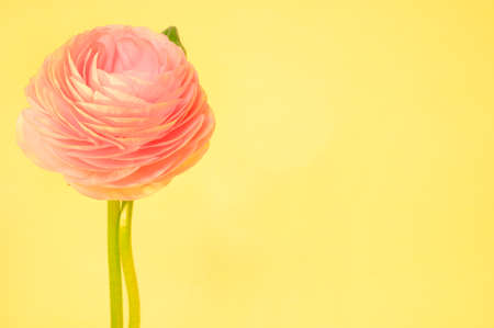 very nice colorful opened  buttercup close upの写真素材