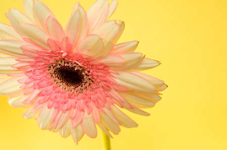 very nice colorful gerber flower close upの写真素材