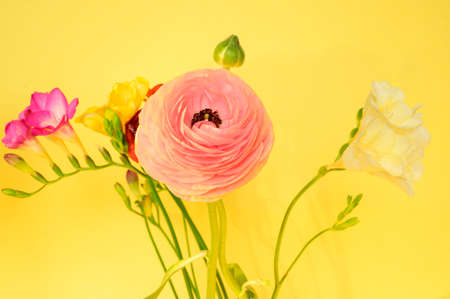buttercup and freesia colorful flower close up in the sunshineの写真素材