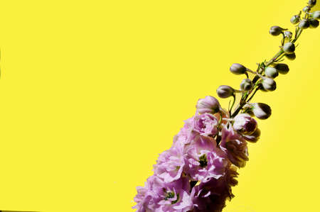 very nice purple delfinium flower close up in the sunshineの写真素材