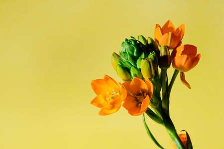 very nice colorful flower in the siunshine close upの写真素材