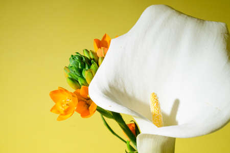 cala very nice  flower close up in the sunshineの写真素材