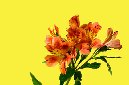 very pretty colorful alstroemeria flower close upの写真素材