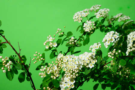very nice white flowering bush close up