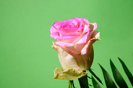 very nice colorful opened rose flower close up and green backgroundの写真素材