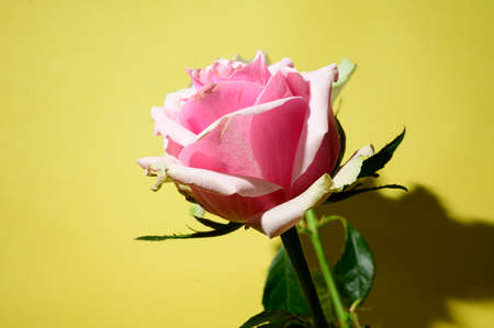 very nice colorful opened rose flower close up and colorful backgroundの写真素材