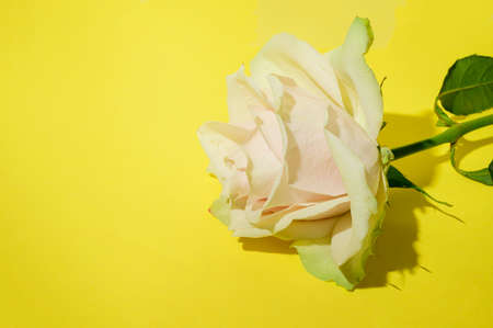 very nice colorful rose flower and yellow backgroundの写真素材