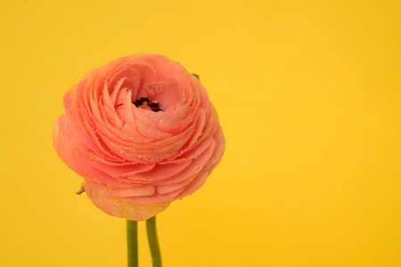 very nice colorful pink buttercup and yellow backgroundの写真素材