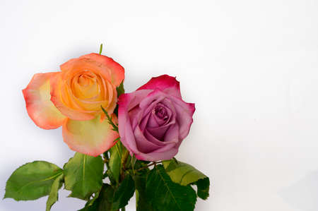 very nice colorful rose flower close up in the sunshineの写真素材