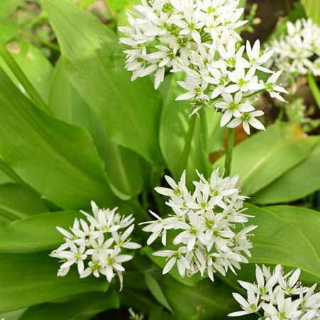 very nice white small garden flower close up