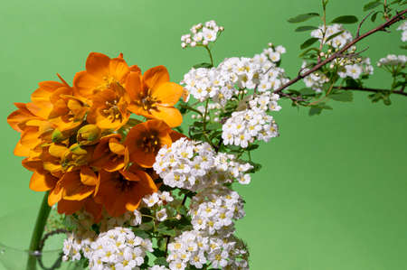 very pretty colorful garden flower in the sunshine