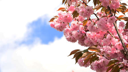 very nice flowering fruit tree close up in the sunshine