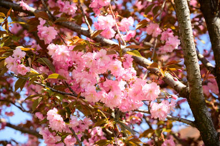 very pretty colorful flowering fruit tree close up in the sunshine