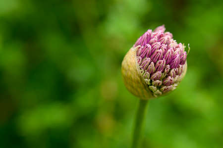 very nice bud flower in m y garden close up