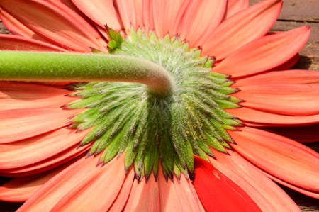 very pretty colorful gerber from behindの写真素材