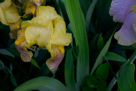 very beautiful  color iris flower in my garden in the sunshine close up