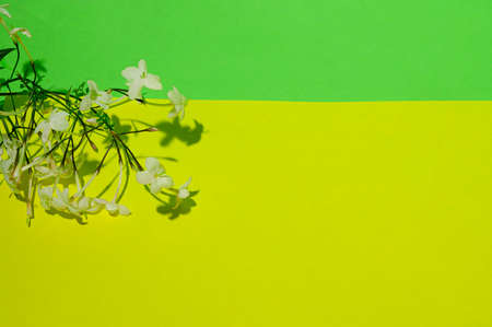 very small white garden flower colorful backgroundの写真素材