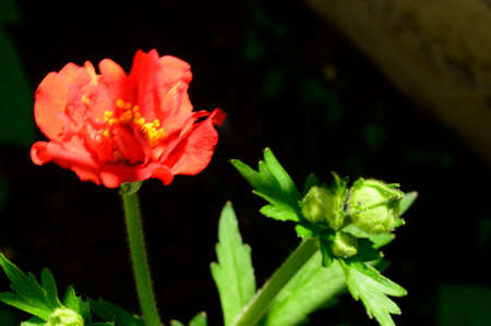 bud flower close up in the sunshine in gardenの写真素材