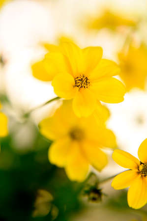 yellow garden flower close up in the sunshine