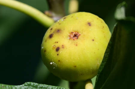 fig ripen close up in the tree in the sunshine