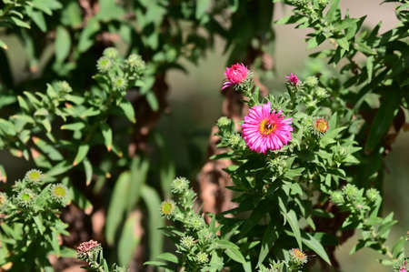 garden flower in the sunshine colorful flower close up