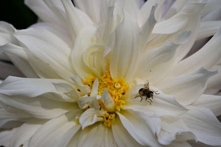 chrysanthemum in my garden very nice white flower in the rain