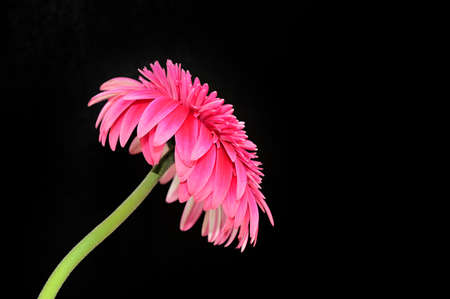 gerber flower close up in the sunshine close upの写真素材