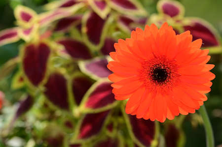 gerber flower close up in the sunshine close upの写真素材