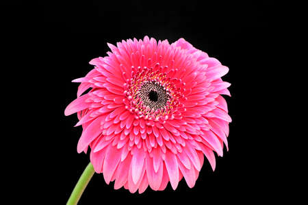 gerber flower colorful in the sunshine close upの写真素材