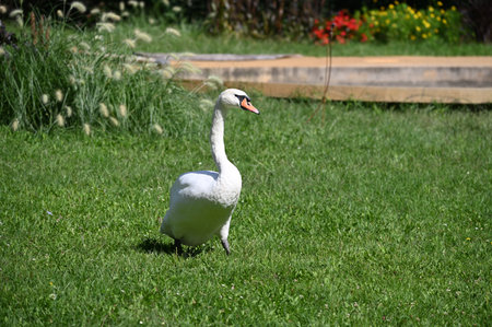 swan very pretty bird  walk in the leaの写真素材