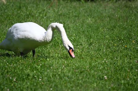 swan very pretty bird  walk in the leaの写真素材