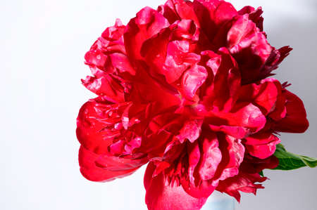 peony very pretty colorful opened flower close upの写真素材