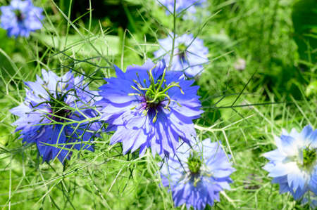 garden flower very pretty blue blossom in the sunshineの写真素材